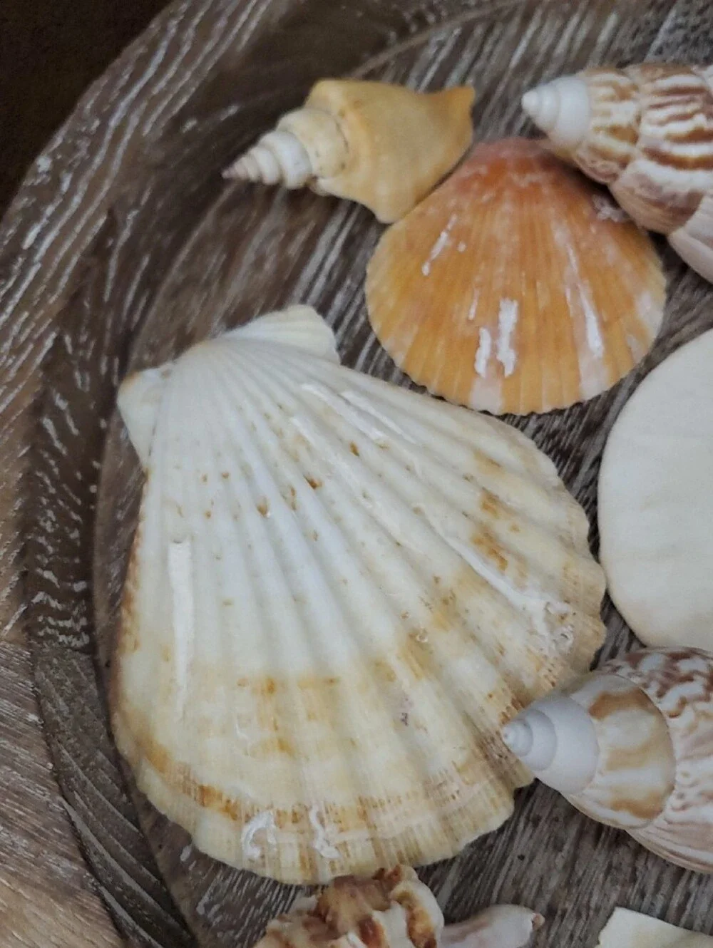 Natural Seashells Pink Murex Seashell Beach Coastal Decor Crafts Nautical
